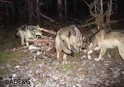 A trail camera image of a wolf pack at the remains of a moose carcass near Gustavus The image has been cropped slightly the bear image below is full frame