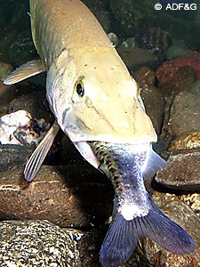 Pike are voracious predators and cause problems when they are introduced to areas to which they are not native