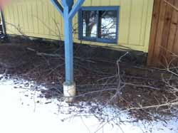 Hungry moose in winter may be attracted to ornamental urban trees and even trimmed branches such as these stored under a porch