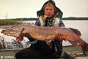 Pike can be a valued sport fish in areas where they naturally occur