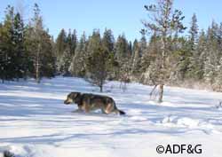 This tagged female wolf was captured in late fall 2010 by ADFampG researchers and weighed 70 pounds  counting the twopound GPS collar