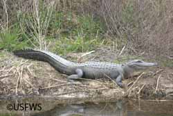 Alaska has bears Florida has alligators and wildlife managers in both states face many of the same issues helping people coexist with these large wild potentially dangerous animals USFWS photo