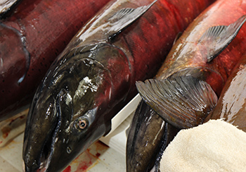 Dispatched king salmon line the spawning rack during an egg take Photo by ADFampG staff