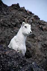 A Dall sheep ewe watches researchers collar her lamb Tom Lohuis photo