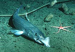 A black cod or sablefish caught on a longline NOAA photo