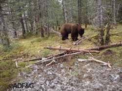 A larger version of this picture as well as others taken by the same trail camera can be viewed on the ADFampG trail camera gallery See the link at the bottom of the article