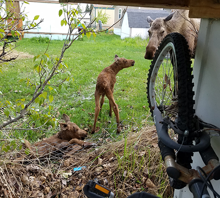A very protective mother moose stands beside a calf with a second calf on the ground with its leg stuck in a downed cyclone fence Photo by Dave Battle