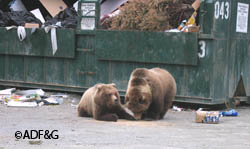 Bears that become habituated to human food and trash are more likely to associate people with food