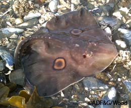 A small skate possibly a California skate on a beach in Juneau Biologists are just now learning about these slowgrowing long lived creatures