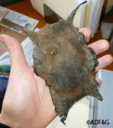 The egg case of a long nose skate Beachcombers call these tough black fibrous pouches with curling tendrils at each end mermaids purses or devils purses