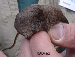 A shrew caught at the first Southeast BioBlitz