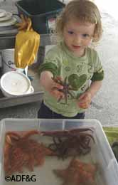 A young BioBlitz participant holds a sea star