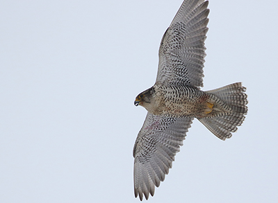 A gyrfalcon  photo by Seth Beaudreault