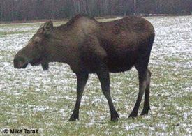 Hunting calf moose calves emulates natural mortality more closely than  bullonly hunts Because fewer calves survive through winter than any other age category a higher percentage of calves that are harvested by hunters would die over the winter anyway