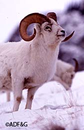 Is this ram legal The sheep identification booklet and quiz will focus on how best to determine if a sheep is considered full curl or sublegal