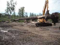 Moving a cottonwood root wad into place as part of the river restoration project