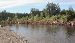 Root wads formed the new bank