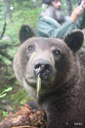This cub snagged himself on this Pixie spoon fishing lure when rooting around in a tackle box The bear cub was given an immobilizing drug so biologists could remove the hook