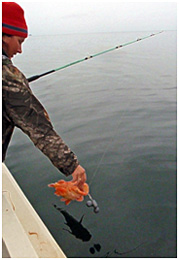 A study found that regardless of external barotrauma signs and capture depth yelloweye rockfish had remarkably high survival 98 if they were released at the depth of capture within a couple minutes of reaching the surface Conversely the study found that only 22 of yelloweye that were released at the waters surface were able to submerge to depth