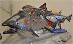 The emKing of the River emwith the new sockeye sister emThe Copper River Queenem