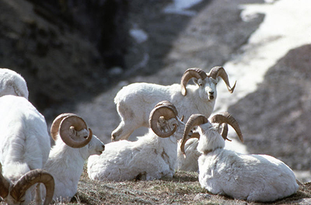 On the WAFWA CHAT Dallrsquos sheep are not currently ranked in any of the Alaska displays but we will have a layer of game animals and fur bearers on that page in the future Other states do this under a layer called ldquospecies of economic and recreational interestrdquo On the Alaska CHAT the AHMG Terrestrial Mammals link has a Dallrsquos Sheep layer that displays several attributes of its habitat such as winter use areas mineral licks and general distribution