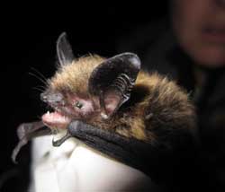 A little brown bat in Alaska In the east some caves are ldquohibernaculardquo for tens of thousands of bats But in the west the same species donrsquot appear to hibernate in caves in large numbers A survey in Oregon and Washington found that most caves contained no hibernating bats Theyrsquore likely using other types of roosts snags rock crevices tree cavities and houses In the Pacific Northwest some species of bats stay active all winter as long as there is food