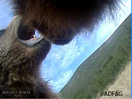 A collar camera image of a cub playfighting with his mother This was captured from a 10second video clip The four collared bears provided about 12000 short video clips recorded between midMay and MidJune 2011