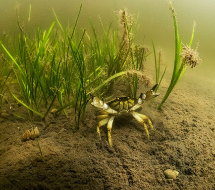 A European green crab in eelgrass These invasive crabs destroy native eelgrass beds which provide refuge and nursery habitat for juvenile salmonids herring shellfish and marine invertebrates Photo by Nick Hawkins Minden Pictures