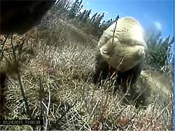 Boar 6041 approaches another bear This still was captured from a 20second video clip recorded by a collar mounted camera on the bear