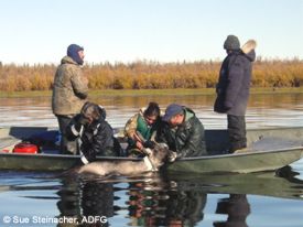 Crystal Lincoln gets her hands on a live caribou as she secures a radio collar around the cows neck She is assisted by LR Jim Dau ADFampG biologist Kate Persons ADFampG biologist Phil Perry ADFampG biologist and fellow student Leslie Shoogruwruk
