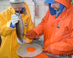 The PittmanRobertson Act was so successful that a similar act was written for fish titled the Federal Aid in Fish Restoration Act It39s best known by the names of its sponsors as the DingellJohnson Act