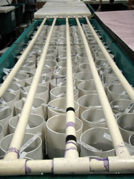 King crab quotcondosquot  part of the rearing process