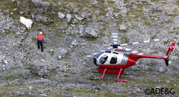 Researcher Kevin White approaches a mountain goat that has been darted with an immobilizing drug At the time of capture biologists collect blood hair and pellets They also determine sex lactation status age body mass rump fat thickness on some and various morphological measurements Most are marked and equipped with GPS or VHF collars Photo by Phil Mooney