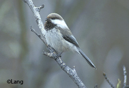 A greyheaded chickadee the northernmost chickadee on the continent Biologist Travis Booms is asking birders in Alaska to photograph and document sightings of this northernmost of chickadees Hersquos hoping to learn about the distribution abundance and population trends Aaron Lang photo