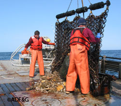 A scallop research dredge is brought aboard during 2007 work to develop the CamSled scallop survey methods Photo by Jeff Barnhart