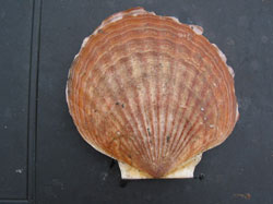 An adult weathervane scallop emPatinopecten caurinusem Photo credit Jeff Barnhart