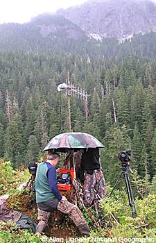 National Geographic producer Greg Marshall monitors the video signal from the bearborne camera at the hillside observation post on Chichagof Island