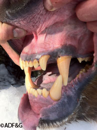 Biologists examine the teeth and mouth of an immobilized brown bear