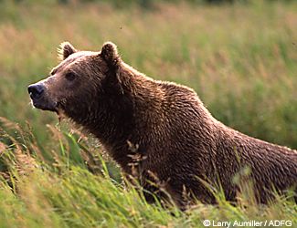 By unobtrusively snagging a few tufts of hair with a snare scientists can learn valuable information about brown bears
