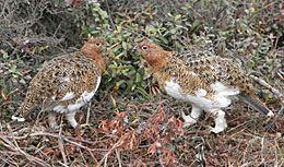 A pair of ptarmigan