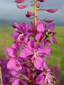 Big and hairy and social by nature the Arctic bumblebee emBombus polarisem is exquisitely adapted to life in the northern latitudes