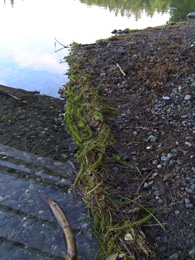 emElodeaem an invasive nonnative plant on the shore of Sand Lake