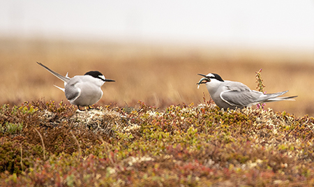 An Aleutian tern brings a fish to its nesting mate A 2015 study found that Aleutian Terns in areas across Alaska had declined by 93 percent since 1975 Note the white face mask that helps differentiate the two tern species Photo by Kate Persons