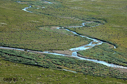 A portion of the Western Arctic Herd
