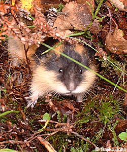 Lifeloving lemming lemmings do not commit mass suicide although in lean times they may become cannibalistic These mouselike rodents are found in Alaska and in northern countries around the world mostly favoring tundra and open grassland