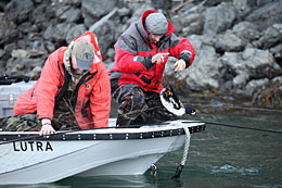 State wildlife biologists Mike Petrula and Jason Schamber carefully remove a Barrow39s goldeneye from a mist net Photo by Tim Bowman