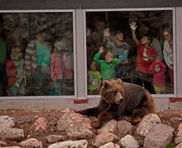 Taquka toCOKEah at his new home the Orsa Groumlnklitt Bear Park in Sweden Photo courtesy Anders Bjoumlrklund
