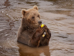 Photo courtesy Anders Bjoumlrklund
