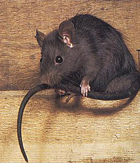 Black Rats also known as Roof Rats