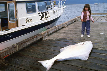 Halibut on dock next to the FV Miss Kelly Southeast Alaska 2004 Pictured Kelly Mills ndash photo by John Hyde